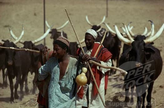 17 Benue LGAs Under Herdsmen Attacks – BSEMA
