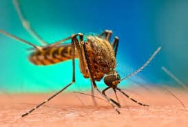 Over 24 Million Nigerians Test Positive for Malaria in First Nine Months of 2025 — Federal Health Ministry