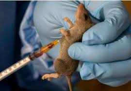 Two Die as Lassa Fever Cases Rise to Nine in Benue