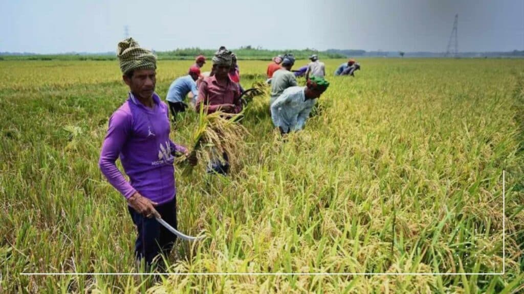 Poor Seed Quality Hindering Nigeria’s Rice Competitiveness – Expert