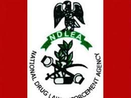 From airport scan to farmlands: how NDLEA’s nationwide dragnet exposed the human cost of drugs