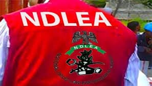 NDLEA Busts International Cocaine Syndicate, Arrests Kingpin as UK-bound Shipment is Intercepted
