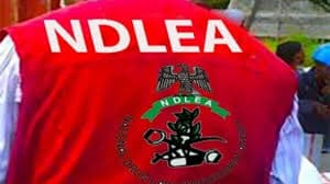  NDLEA Arraigns Clearing Agent Over Alleged Cocaine Export to UK