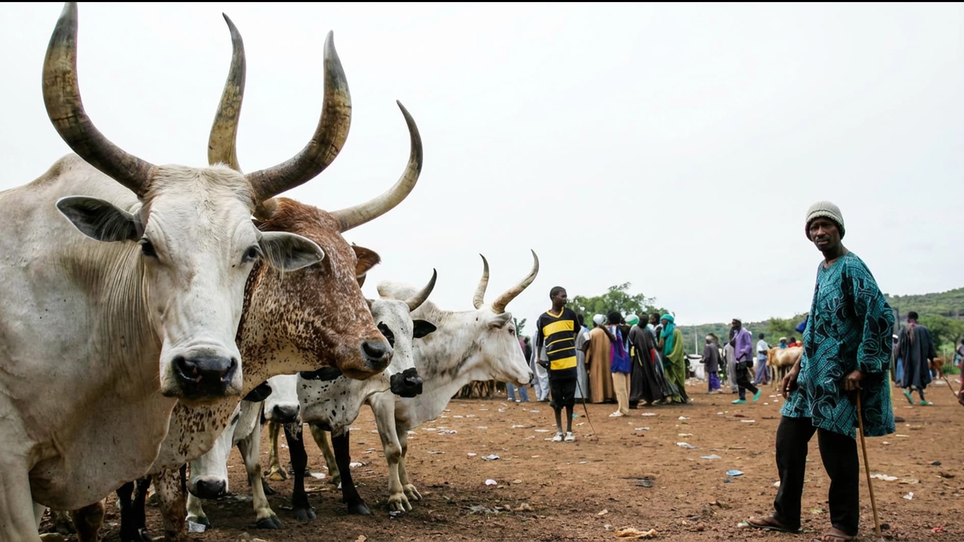 Reps Demand Probe into Bauchi Farmers–Herders Clash That Claimed Nine Lives